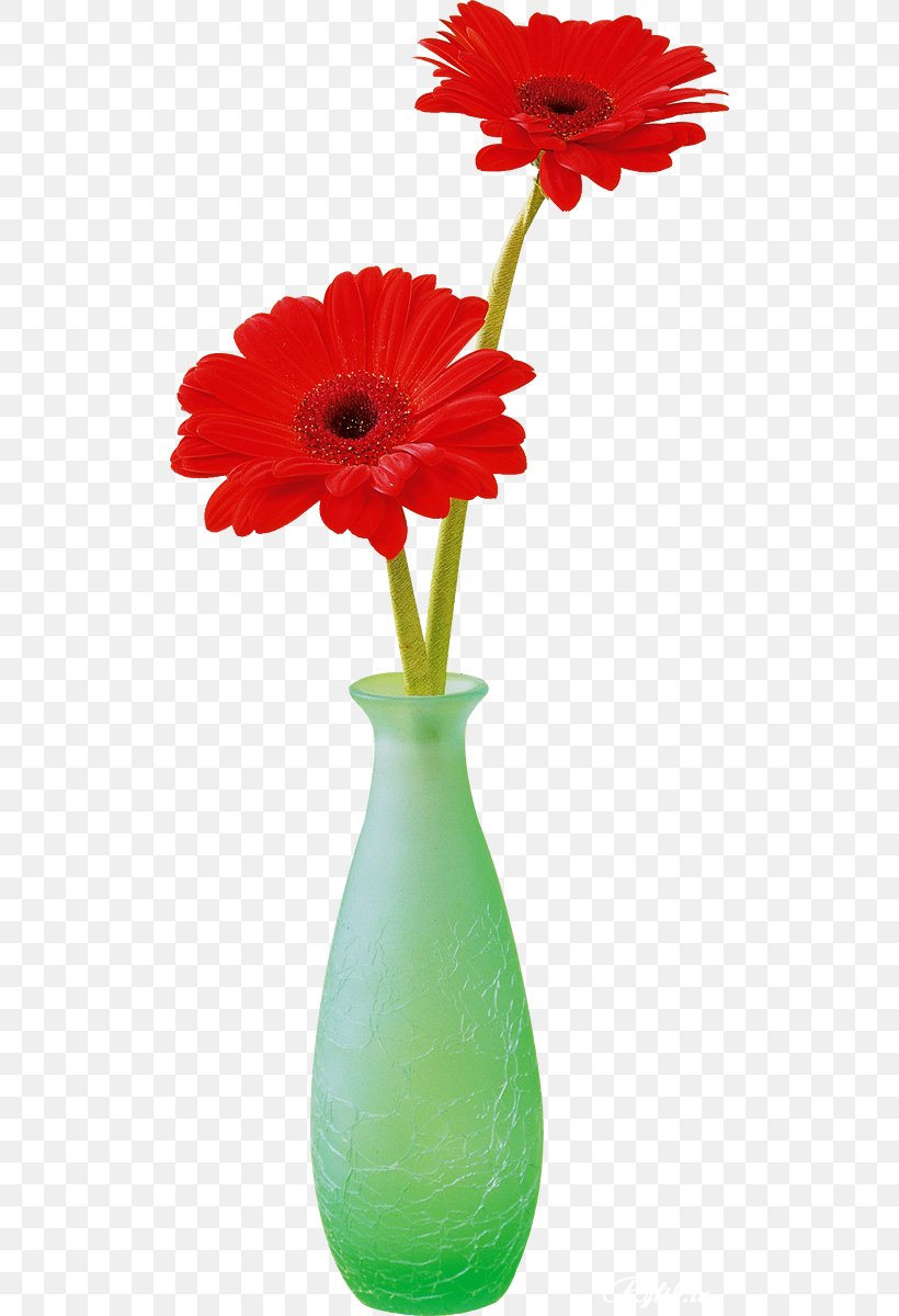 Transvaal Daisy Cut Flowers Chrysanthemum, PNG, 510x1200px, Transvaal Daisy, Chrysanthemum, Cut Flowers, Daisy Family, Digital Image Download Free