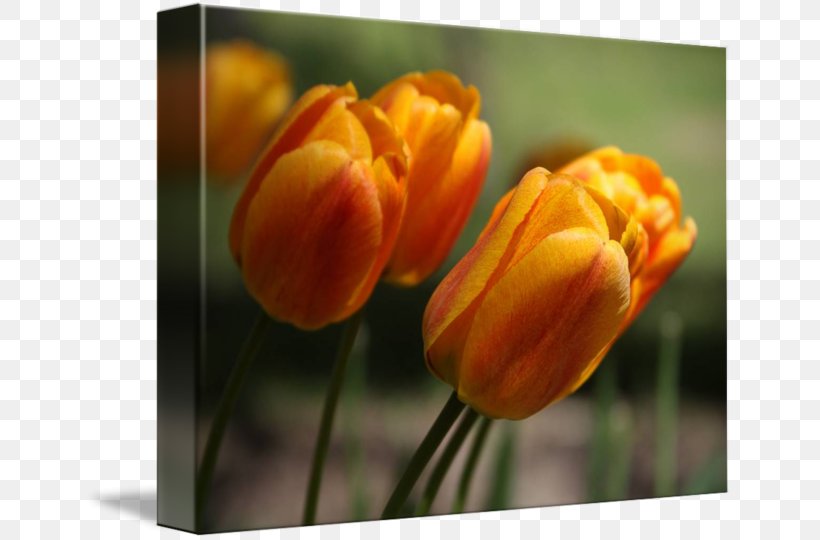 Tulip Desktop Wallpaper Plant Stem Bud Petal, PNG, 650x540px, Tulip, Bud, Close Up, Closeup, Computer Download Free