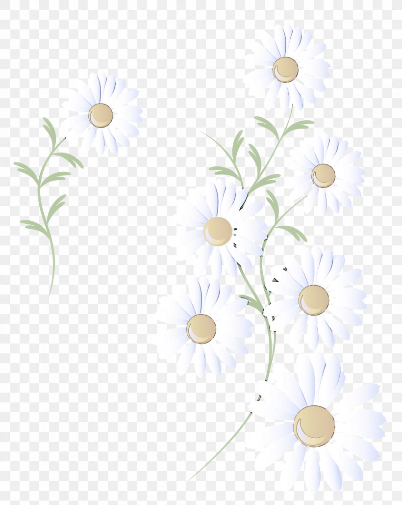 White Camomile Chamomile Flower Mayweed, PNG, 2390x3000px, White, Branch, Camomile, Chamomile, Flower Download Free