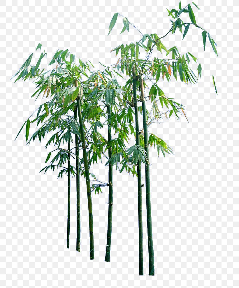 Bamboo, PNG, 769x988px, Bamboo, Branch, Coreldraw, Dwg, Flowerpot Download Free