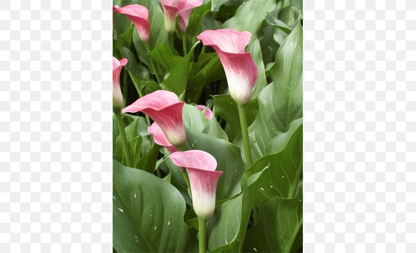 Cut Flowers Arum Lilies Plant, PNG, 500x500px, Flower, Alismatales, Annual Plant, Arum, Arum Family Download Free