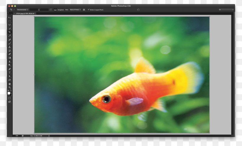 Goldfish Interface Keyboard Shortcut Feeder Fish Tab Key, PNG, 1735x1051px, Goldfish, Animal, Aquarium, Bar, Bony Fish Download Free