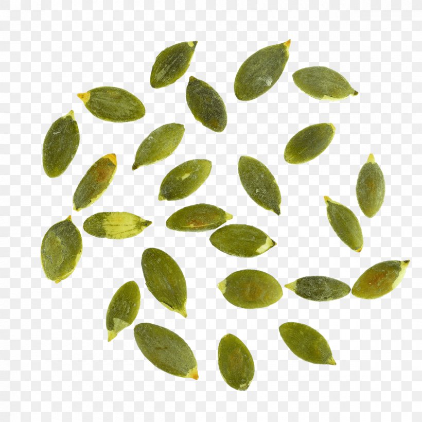 Leaf Organism, PNG, 1200x1200px, Leaf, Green, Organism Download Free