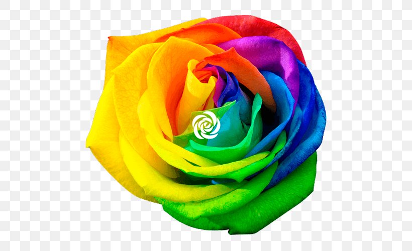 Rainbow Rose Royalty-free Stock Photography Flower, PNG, 500x500px, Rainbow Rose, Color, Cut Flowers, Flower, Flower Bouquet Download Free