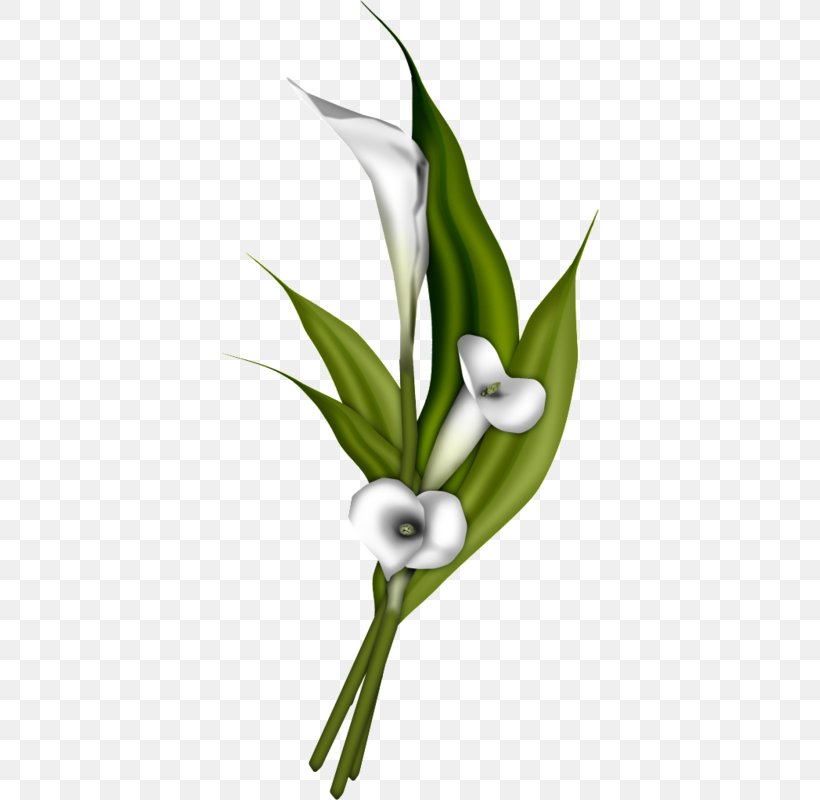 Flower Bouquet Arum-lily Clip Art, PNG, 379x800px, Flower, Arum, Arumlily, Blog, Easter Download Free