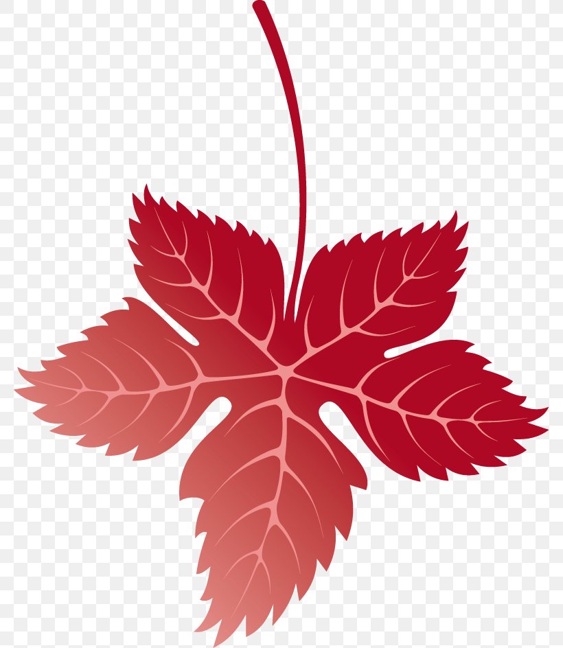Maple Leaf Autumn, PNG, 779x944px, Maple Leaf, Autumn, Autumn Leaf Color, Deciduous, Flower Download Free