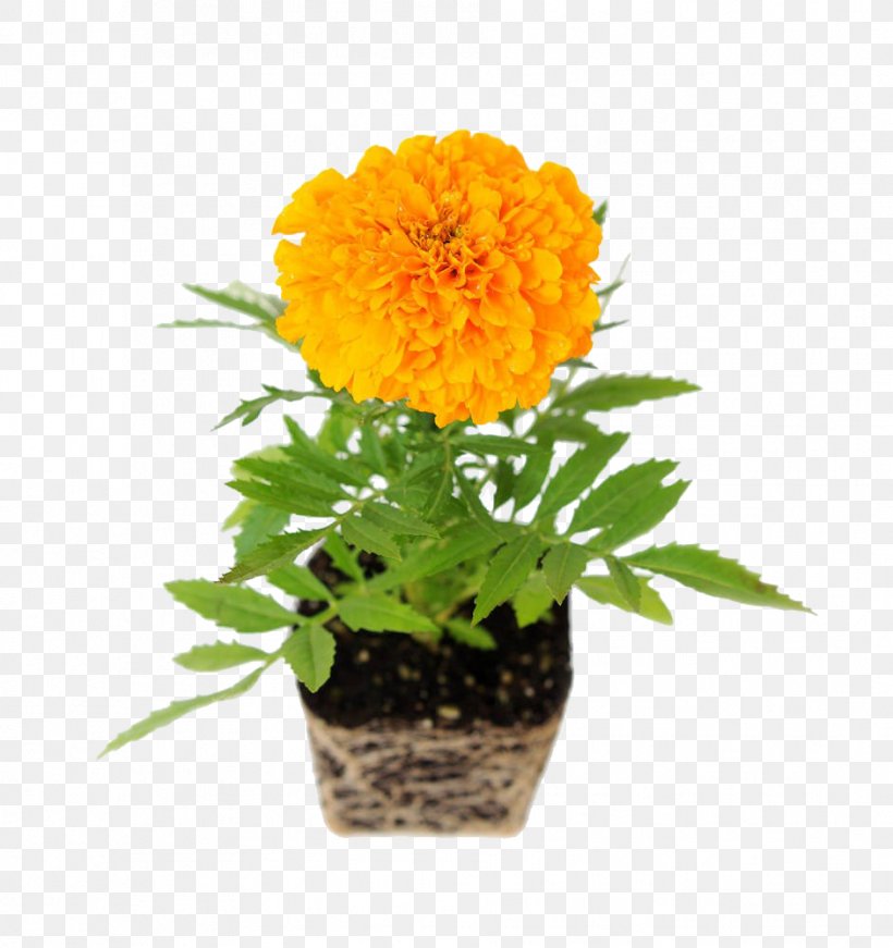 Mexican Marigold Common Daisy Flower Transvaal Daisy Chrysanthemum, PNG, 941x1000px, Mexican Marigold, Annual Plant, Calendula, Calendula Officinalis, Chrysanthemum Download Free