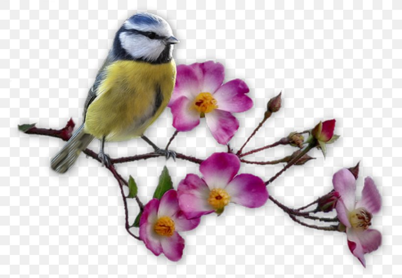 Bird Vocalization Hirundininae Cygnini Writer, PNG, 800x567px, Bird, Akhir Pekan, Beak, Bird Vocalization, Blossom Download Free