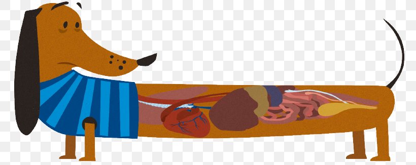 Dog Heartworm Hookworm Infection Parasitism, PNG, 795x326px, Dog, Brown Dog Tick, Carnivoran, Cartoon, Dog Like Mammal Download Free