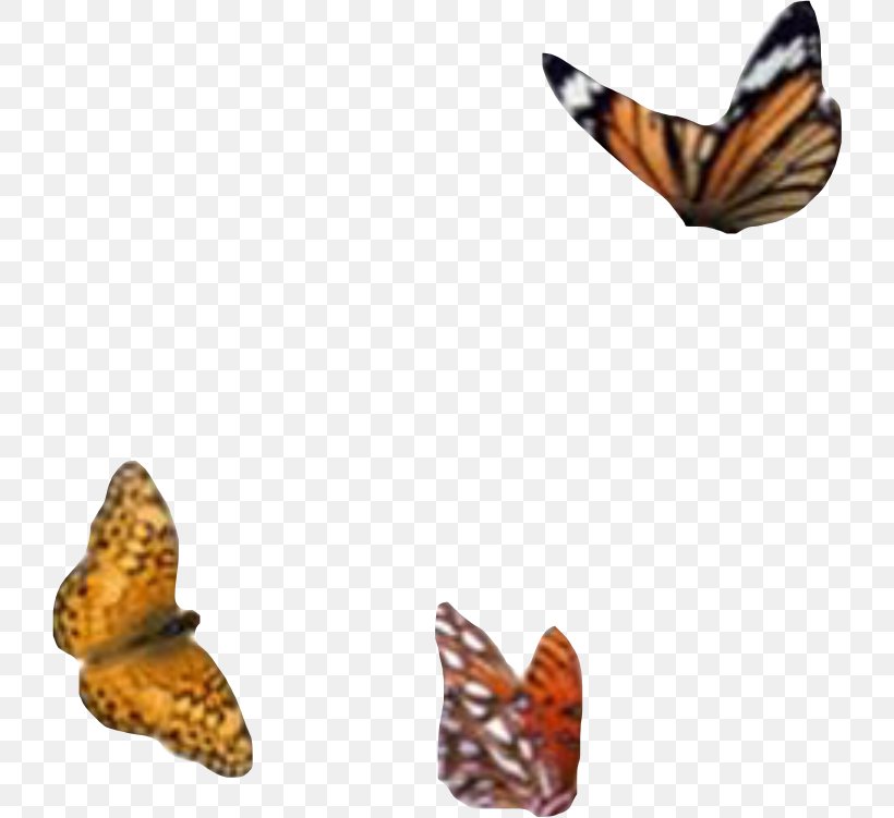 Monarch Butterfly Mood Board Image Adobe Photoshop, PNG, 724x751px, Monarch Butterfly, Aesthetics, Brushfooted Butterflies, Brushfooted Butterfly, Butterfly Download Free
