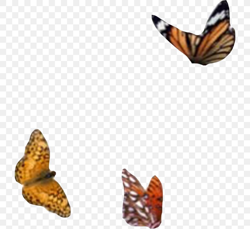 Monarch Butterfly Mood Board Image Adobe Photoshop, PNG, 724x751px, Monarch  Butterfly, Aesthetics, Brushfooted Butterflies, Brushfooted Butterfly,