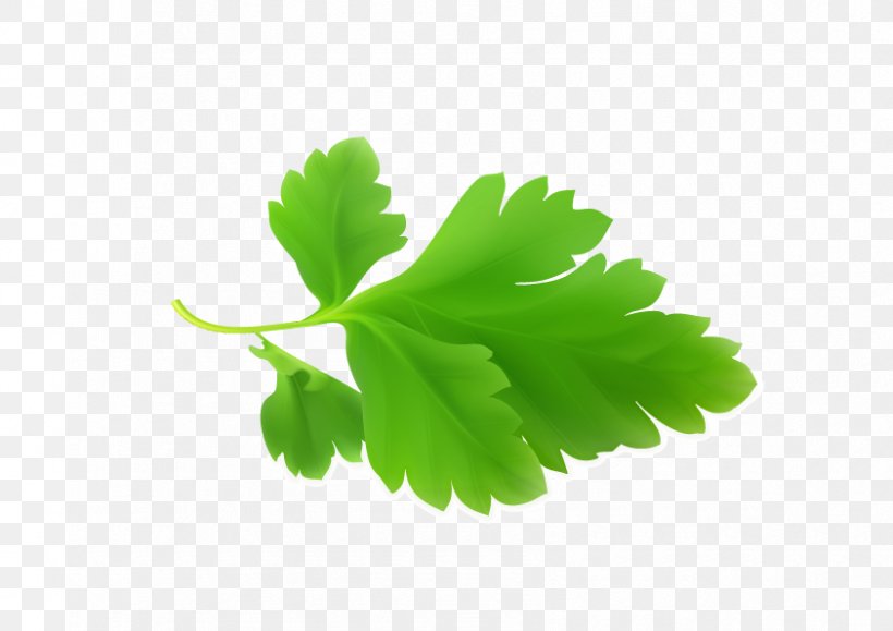 Parsley Mint, PNG, 842x595px, Parsley, Branch, Drawing, Fourleaf Clover, Grass Download Free