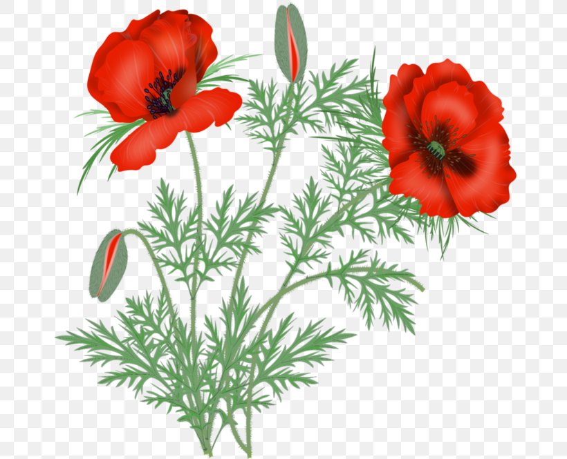 Poppy Flower Bouquet Clip Art, PNG, 700x665px, Poppy, Anemone, Annual Plant, Blog, Common Poppy Download Free