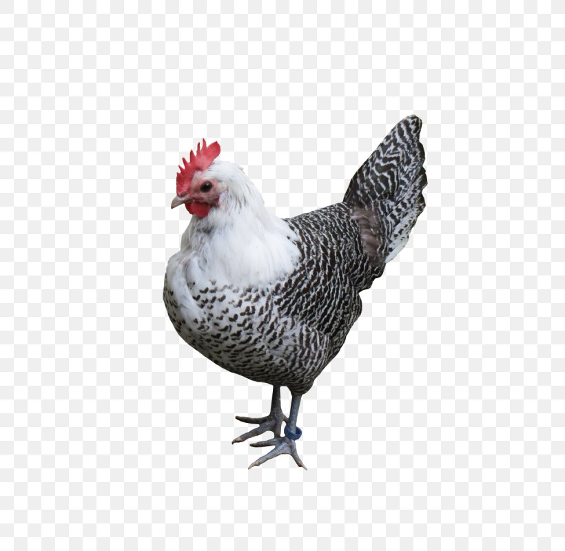 Silkie Leghorn Chicken Broiler Asil Chicken Chicken As Food, PNG, 800x800px, Silkie, Asil Chicken, Beak, Bird, Broiler Download Free