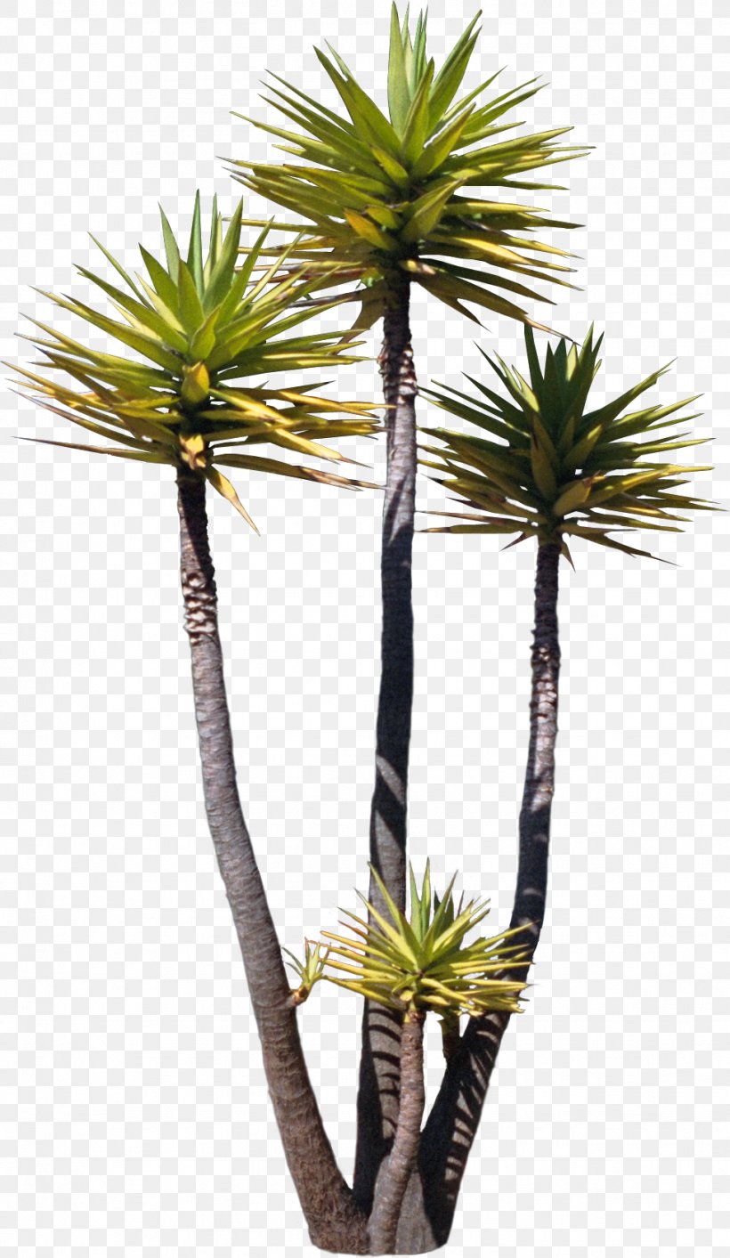 Tree Arecaceae Asian Palmyra Palm Plant Painting, PNG, 976x1683px, Tree, Arecaceae, Arecales, Asian Palmyra Palm, Avatar Download Free