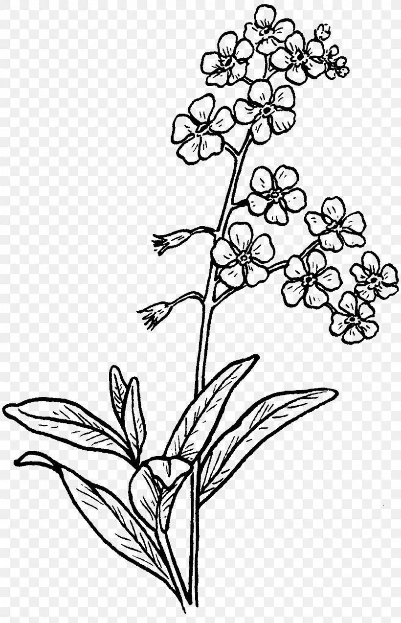 Drawing Myosotis Scorpioides Sketch, PNG, 1118x1736px, Drawing, Area, Art, Black And White, Botanical Illustration Download Free