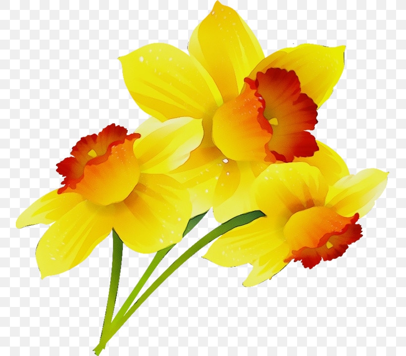 Flower Petal Yellow Plant Narcissus, PNG, 755x719px, Watercolor, Amaryllis Family, Cattleya, Cut Flowers, Dendrobium Download Free
