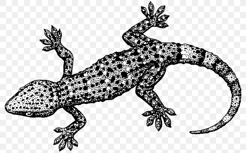 Lizard Tokay Gecko Reptile Clip Art, PNG, 800x511px, Lizard, Amphibian, Animal Figure, Black And White, Common Leopard Gecko Download Free