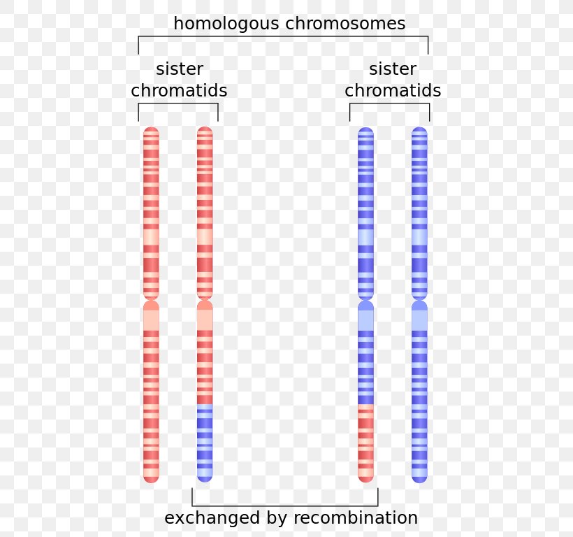 Sister Chromatids Homologous Chromosome Genetic Recombination, PNG, 512x768px, Sister Chromatids, Anaphase, Area, Brand, Chromatid Download Free