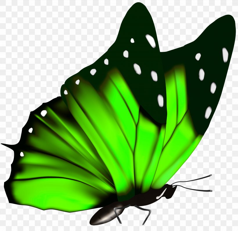 Butterfly Green Queen Alexandra's Birdwing Clip Art, PNG, 5000x4864px, Butterfly, Arthropod, Birdwing, Brush Footed Butterfly, Butterflies And Moths Download Free