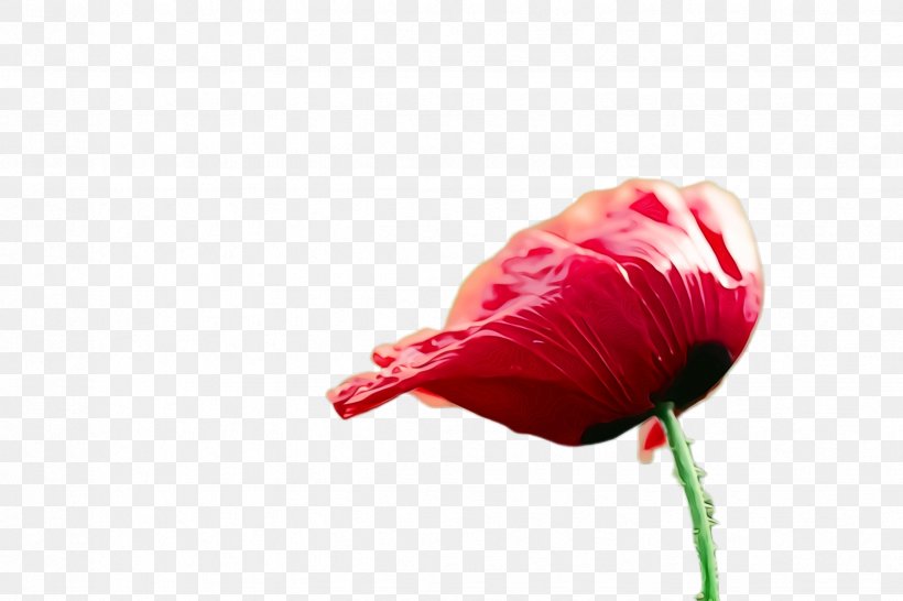 Lily Flower Cartoon, PNG, 2448x1632px, Poppy Flower, Anthurium, Bloom, Blossom, Bud Download Free