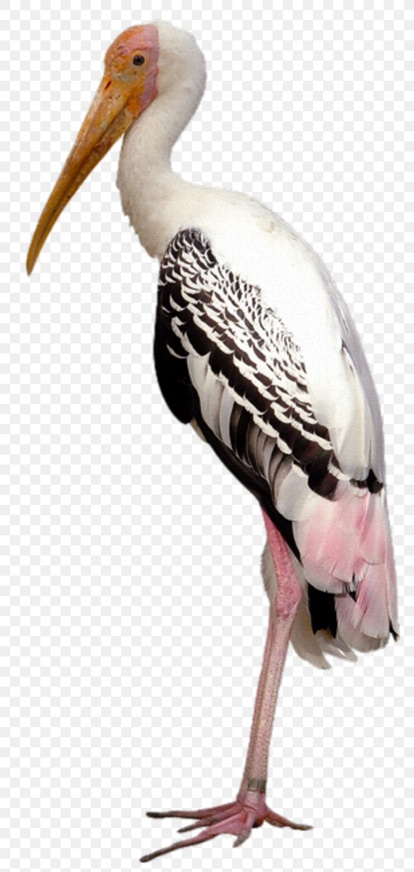 Marabou Stork Painted Stork Image Stock Photography Royalty-free, PNG, 800x1727px, Marabou Stork, Animal, Animal Figure, Beak, Bird Download Free