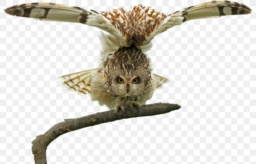 Owl Bird Eagle, PNG, 800x527px, Owl, Animal, Bald Eagle, Beak, Bird Download Free