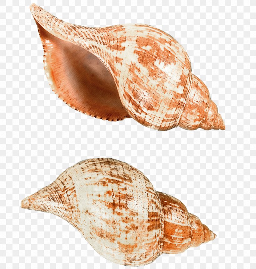 Papua New Guinea Seashell Computer File, PNG, 884x928px, Seashell, Beach, Conch, Conchology, Gastropod Shell Download Free