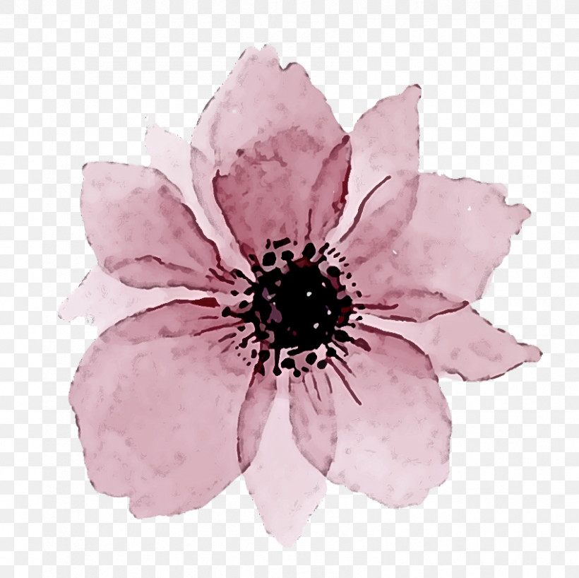 Petal Flower Pink Plant Anemone, PNG, 849x847px, Petal, Anemone, Blackandwhite, Flower, Pink Download Free
