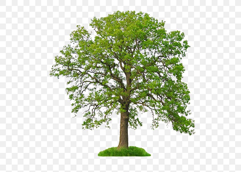 White Oak Stock Photography Tree Northern Red Oak, PNG, 512x585px, White Oak, Acorn, Bay Laurel, Branch, Can Stock Photo Download Free