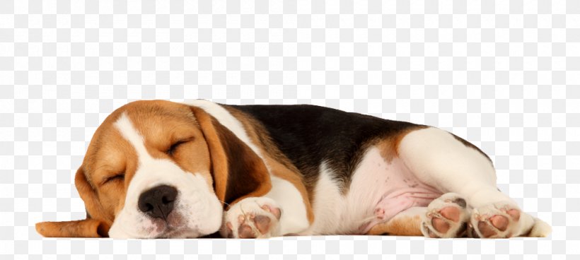 Beagle Puppy Sleep Cat Pet, PNG, 1000x449px, Beagle, Canine Companions For Independence, Carnivoran, Cat, Companion Dog Download Free