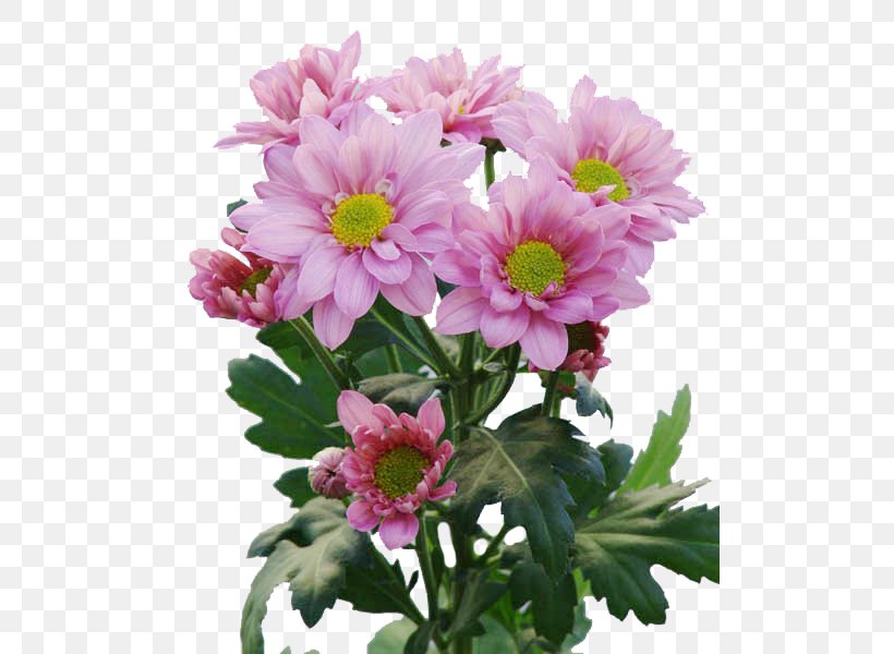Chrysanthemum Flower Bouquet Cut Flowers Floristry, PNG, 500x600px, Chrysanthemum, Annual Plant, Aster, Birthday, Chrysanths Download Free