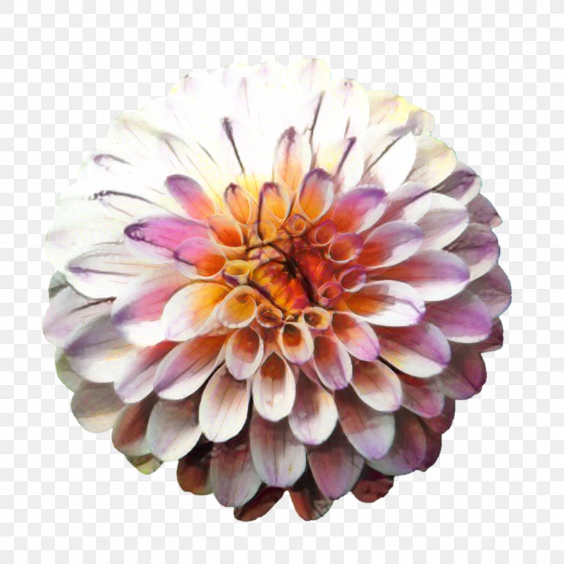 Flowers Background, PNG, 1500x1500px, Dahlia, Aster, Bonsai, Cut Flowers, Daisy Family Download Free