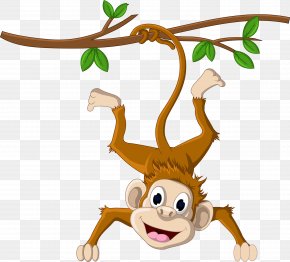 Funny Monkey Images, Funny Monkey Transparent PNG, Free download