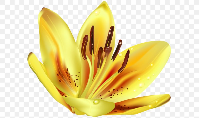 Art Clip Art, PNG, 600x486px, Art, Close Up, Flower, Flowering Plant, Lilium Download Free
