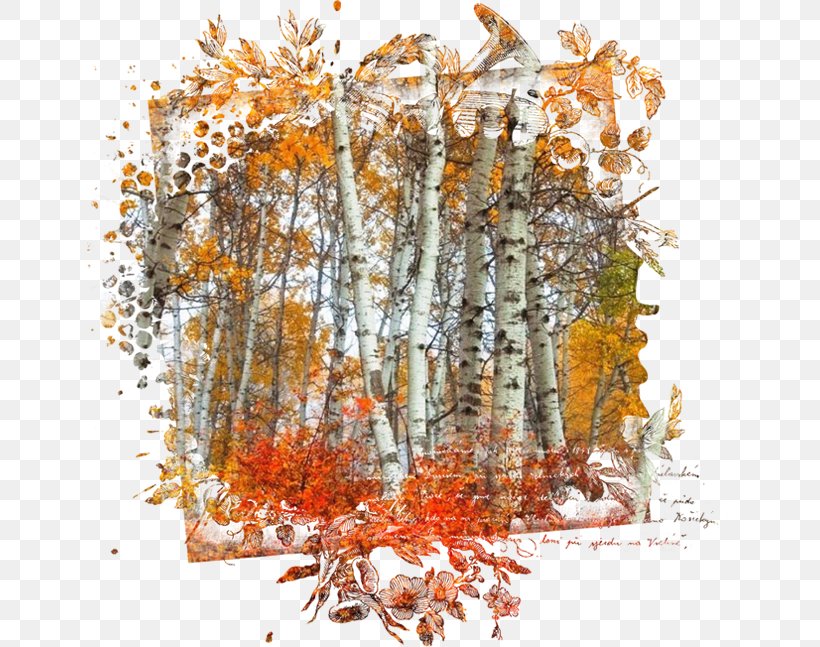 Autumn Collage Photography Clip Art, PNG, 645x647px, Autumn, Art, Author, Birch, Branch Download Free
