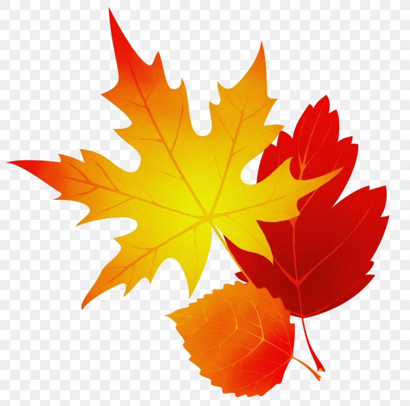 Autumn Leaf Drawing, PNG, 994x985px, 2019, Thai Pongal, Agrahayana, Autumn, Black Maple Download Free