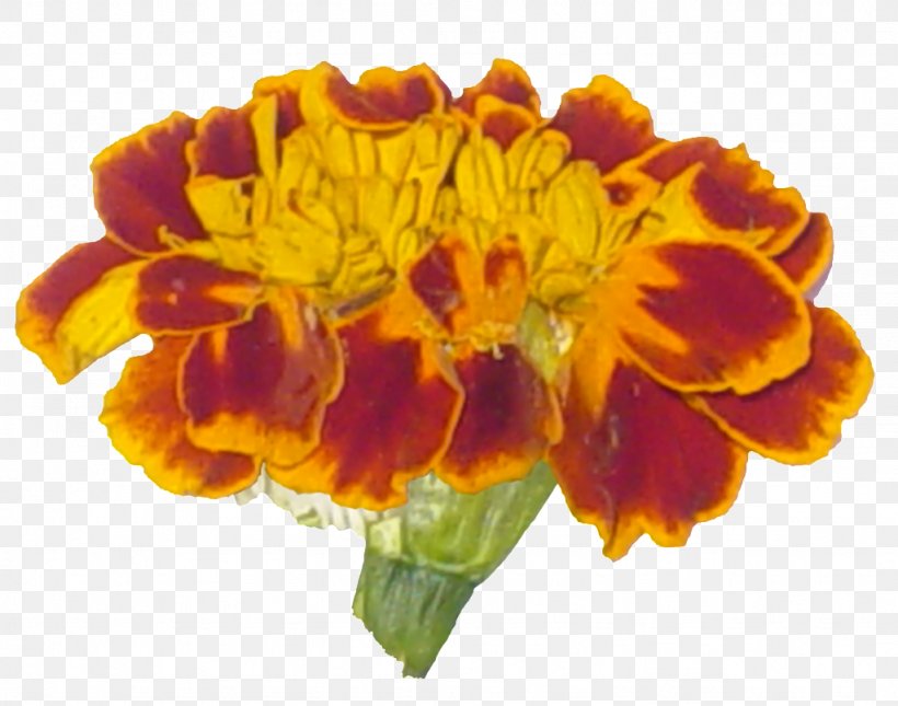 Cut Flowers Yellow Orange Basket, PNG, 1024x806px, Cut Flowers, Annual Plant, Basket, Calendula, Clothing Download Free