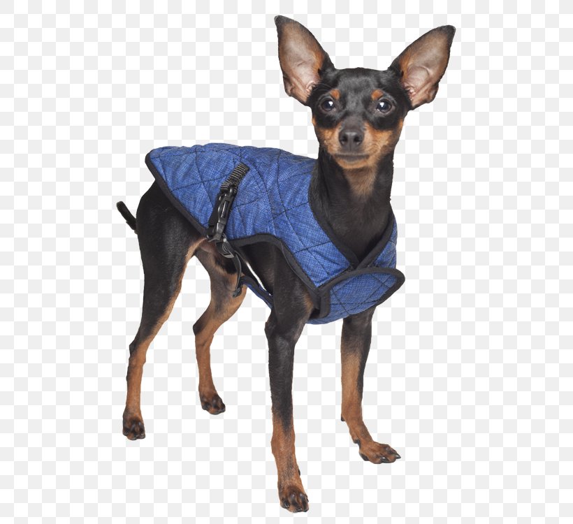 Dog Jacket Coat Gilets Pet Shop, PNG, 506x750px, Dog, Beslistnl, Cap, Carnivoran, Coat Download Free