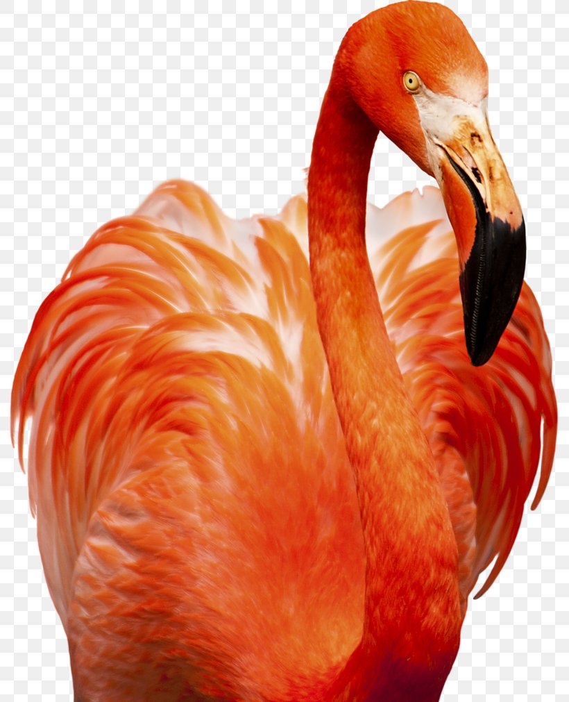 Flamingo Bird Photography Animal, PNG, 791x1011px, Flamingo, Animal, Art, Beak, Bird Download Free