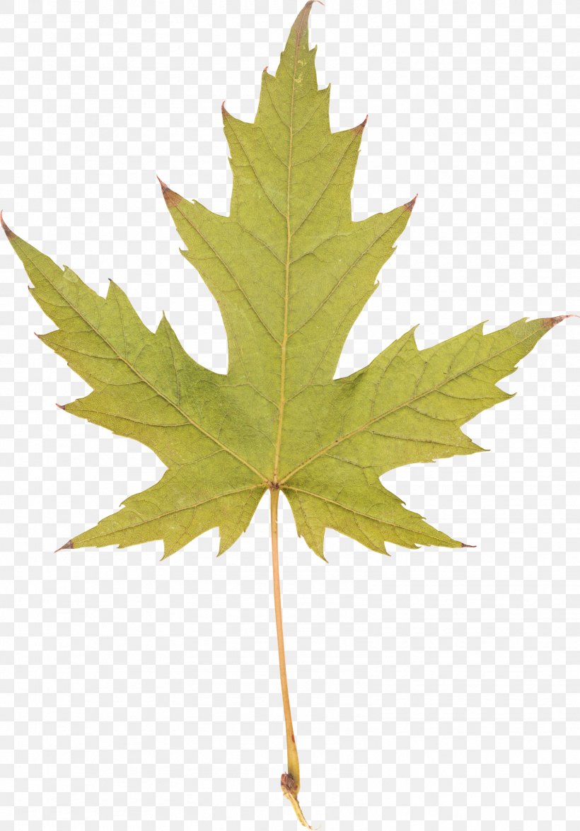 Silver Maple Red Maple Sugar Maple Maple Leaf, PNG, 1604x2300px, Silver Maple, Aceraceae, Honey Locust, Leaf, Maple Download Free