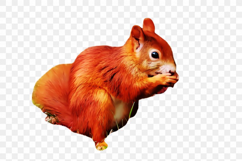 Squirrel Eurasian Red Squirrel Chipmunk, PNG, 2448x1632px, Squirrel, Chipmunk, Eurasian Red Squirrel Download Free