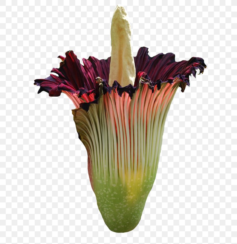 Titan Arum Cut Flowers Plant Stem Spadix, PNG, 623x844px, Titan Arum, Alismatales, Arum, Arum Family, Cut Flowers Download Free