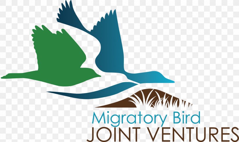 Bird Migration Bird Conservation Joint Venture Logo, PNG, 1703x1016px, Bird, Animal Migration, Artwork, Beak, Bird Conservation Download Free