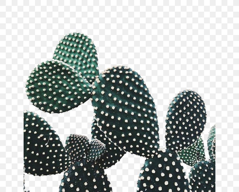 Cactaceae Plant Prickly Pear, PNG, 658x658px, Cactaceae, Art, Color, Green, Photography Download Free