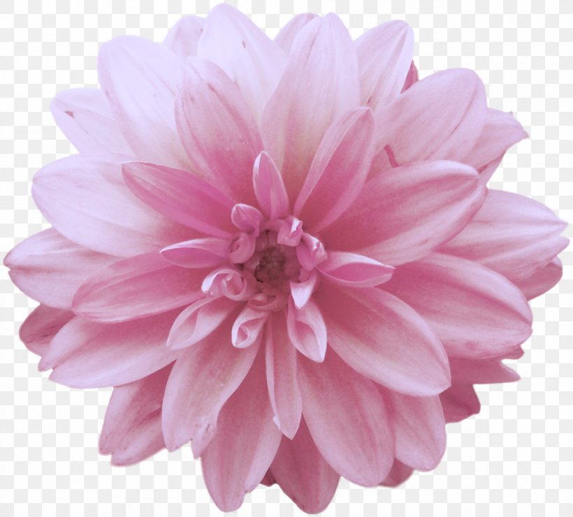 Dahlia Flower Pink Clip Art, PNG, 1200x1083px, Dahlia, Chrysanths, Color, Cut Flowers, Daisy Family Download Free
