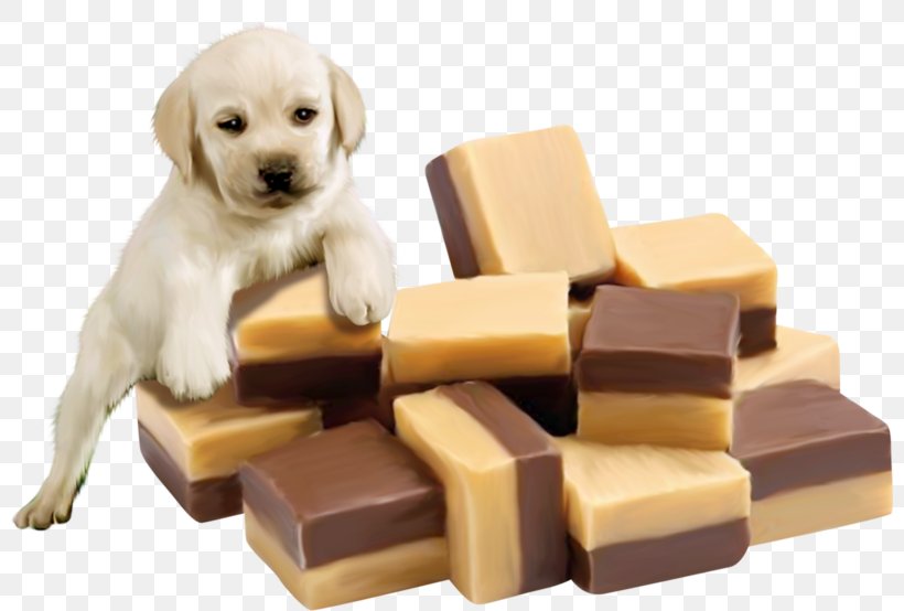 Fudge Liquorice Puppy Vanilla Chocolate, PNG, 800x554px, Fudge, Birthday, Cake, Carnivoran, Chocolate Download Free