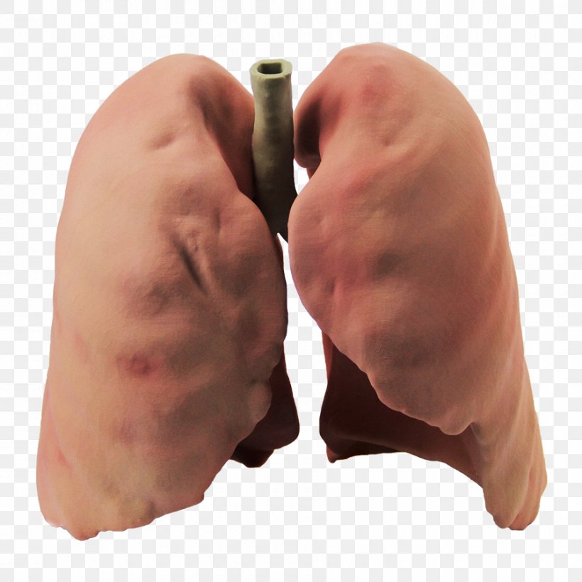 Lung 3D Printing 3D Computer Graphics, PNG, 900x900px, 3d Computer Graphics, 3d Printing, Lung, Color Printing, Finger Download Free