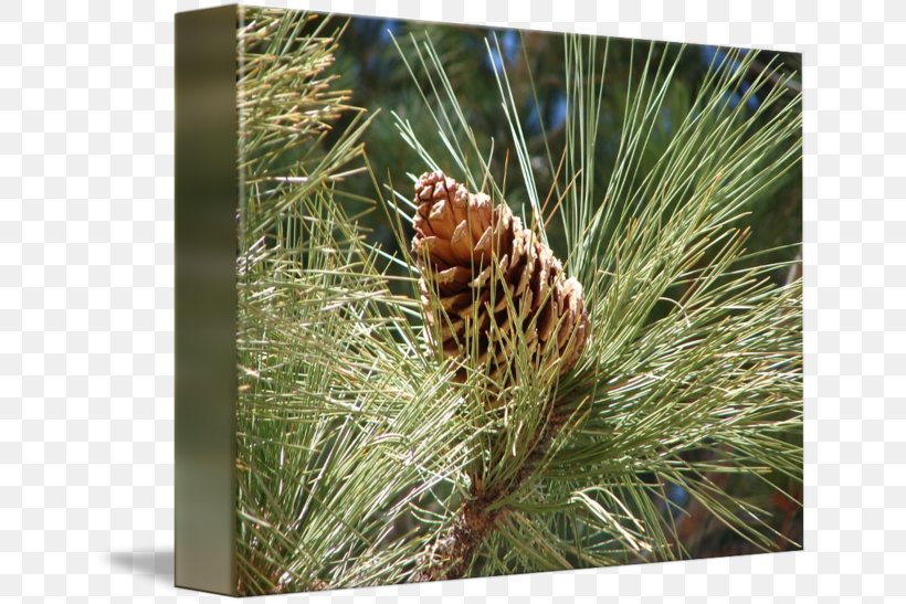 Pine Conifer Cone Bob Travis Spruce Gallery Wrap, PNG, 650x547px, Pine, Art, Branch, Canvas, Casuarina Download Free