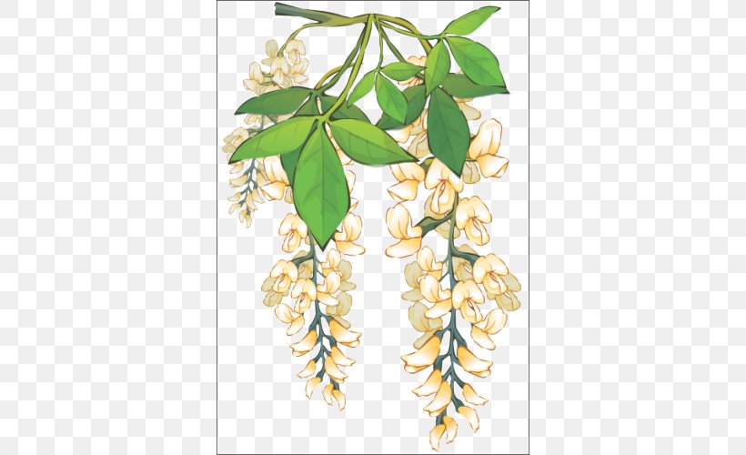 Acacia Plant Black Locust 許地山人生慧語, PNG, 500x500px, Acacia, Black Locust, Branch, Drawing, Featurepics Download Free